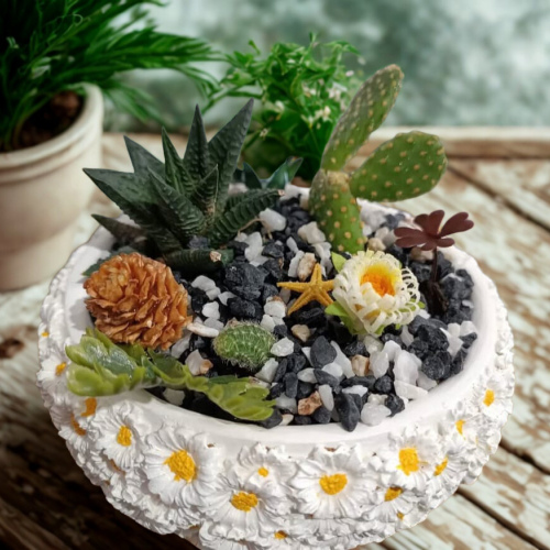 Kır papatyası saksı